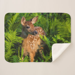Cobertor Sherpa Deer Fawn de cauda branca Minnesota
