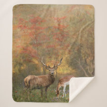 Deers na floresta do outono