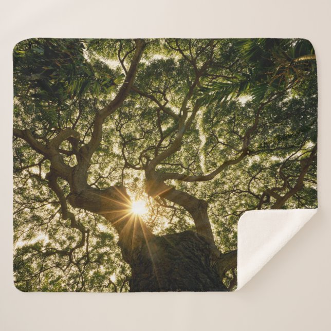 Cobertor Sherpa Dossel de árvore Sunstar do Banyan (Frente (Horizontal))