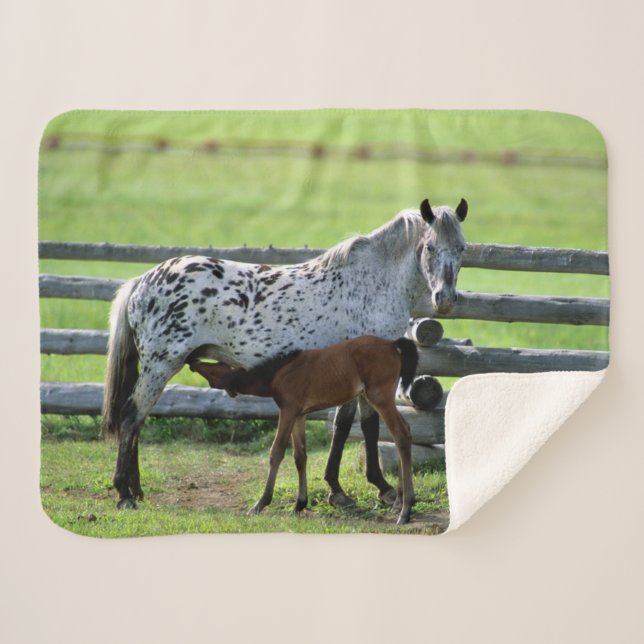 Cobertor Sherpa Égua Appaloosa e potro cavalo (Frente (Horizontal))