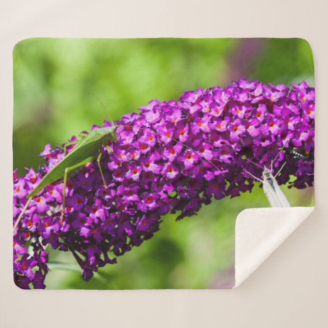 Cobertor Sherpa energia katydid (Frente (Horizontal))