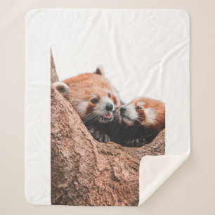 COBERTOR SHERPA FAMÍLIA DE URSOS CUTA KOALA