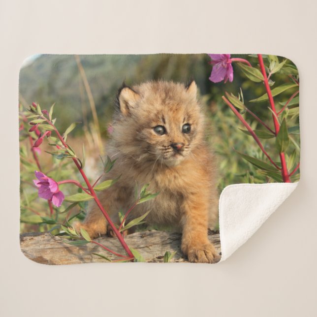 Cobertor Sherpa Filhote de Lince Canadense, Alasca (Frente (Horizontal))
