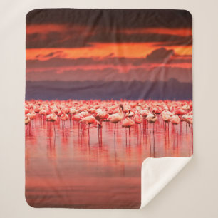 Cobertor Sherpa flamingos africanos no lago sobre o belo sol