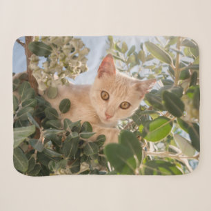 Cobertor Sherpa Gatinho Gato-Gato-Gato-Gato-Gato escalado numa árv