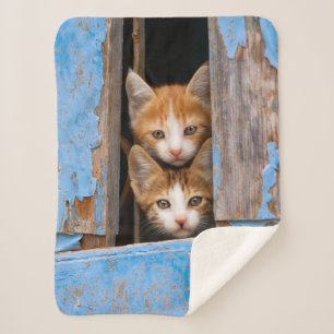 Cobertor Sherpa Gatinhos bonitos do gato em uma foto azul da