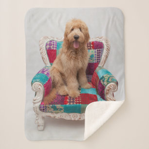 Cobertor Sherpa Imagens de Getty Goldendoodle bonito