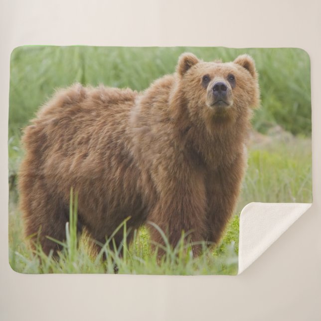 COBERTOR SHERPA KODIAK BEAR (Frente (Horizontal))