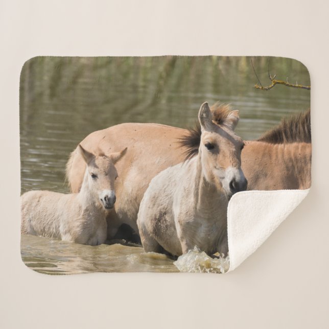 Cobertor Sherpa Mare com Foal Cruzando um Rio (Frente (Horizontal))