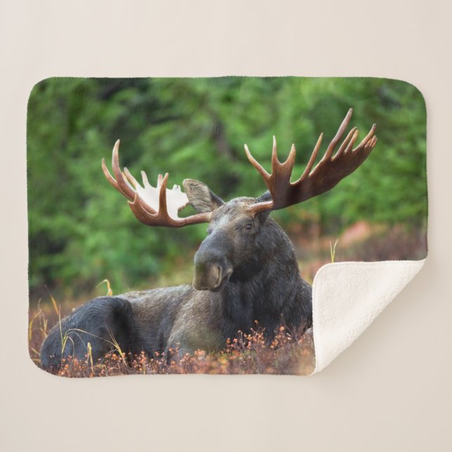 Cobertor Sherpa Moose (Frente (Horizontal))