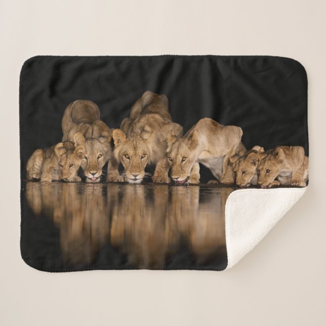 Cobertor Sherpa Orgulho de Leões Bebe no Buraco de Água à Noite (Frente (Horizontal))