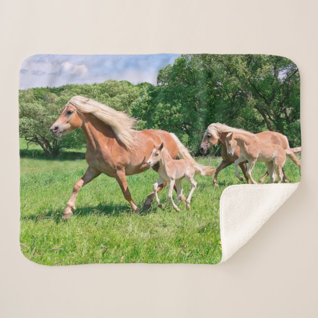 Cobertor Sherpa Os cavalos de Haflinger com potros bonitos (Frente (Horizontal))
