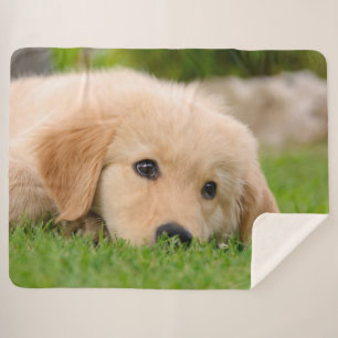 Cobertor Sherpa Ouro Retriever Cute Puppy Dreams Dog Head Foto