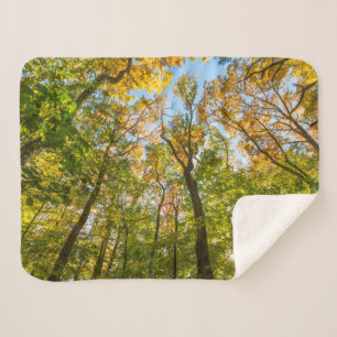 Cobertor Sherpa Outono em uma floresta em Amesbury, Massachusetts