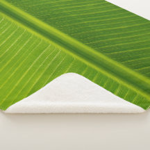 Padrão verde de folha de bananas fresco