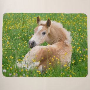 Cobertor Sherpa Potro bonito do cavalo de Haflinger que descansa