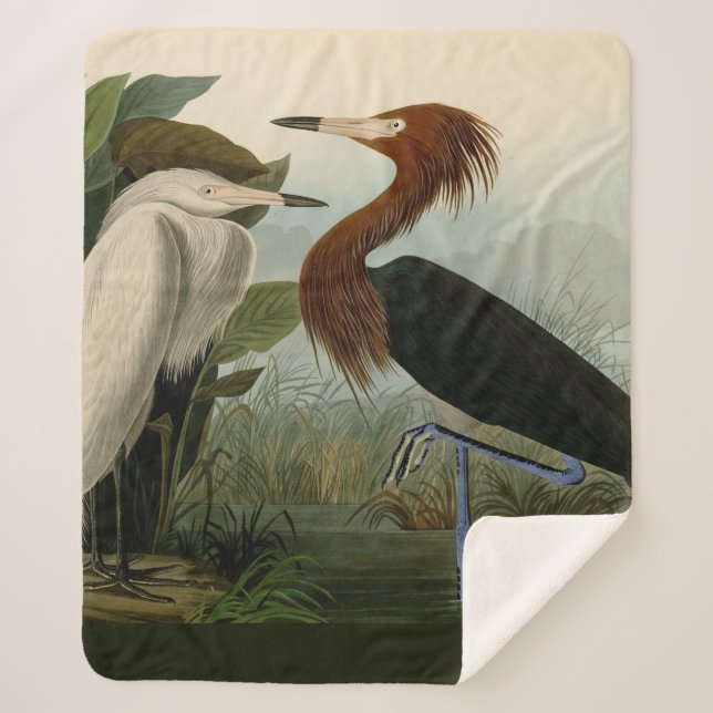 Cobertor Sherpa Púrpura Heron Audubon Bird Willife Painting (Frente)