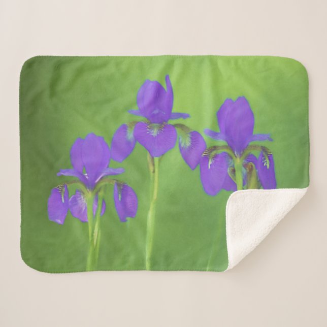Cobertor Sherpa Púrpura Iris - Arte Flor Original (Frente (Horizontal))