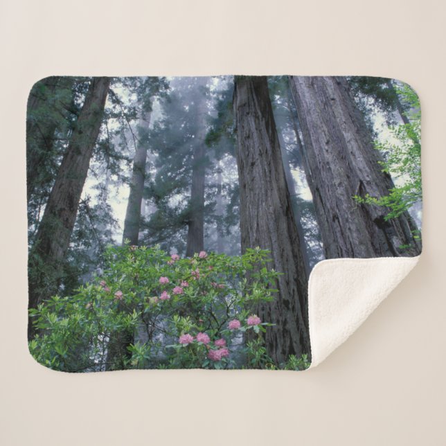 Cobertor Sherpa Redwoods da Costa e Rhododendrons (Frente (Horizontal))