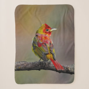 Cobertor Sherpa Scarlet Tanager Molting - Fotografia original