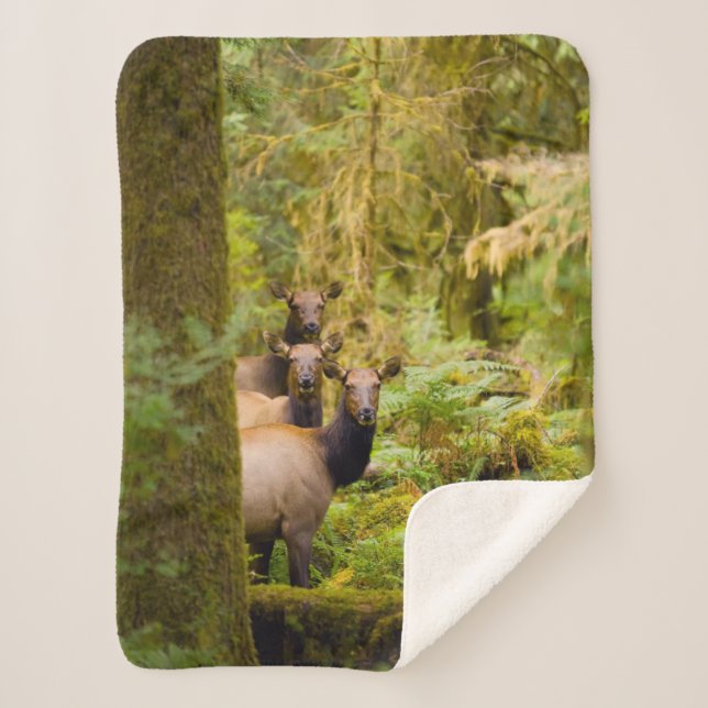 Cobertor Sherpa Três Vacas De Roosevelt Olhando Para A Vista (Frente)