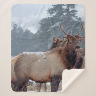 COBERTOR SHERPA UM GRUPO DE DEERS