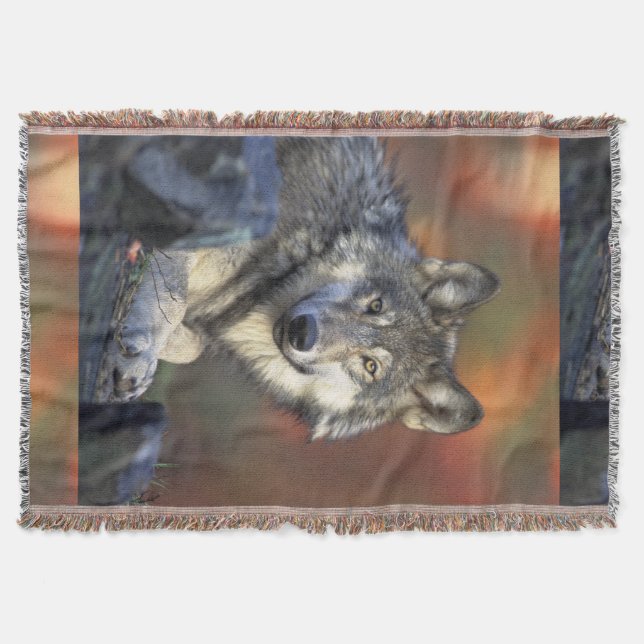 Cobertor Wolves Cinza Wolf Canis_lupus (Frente)