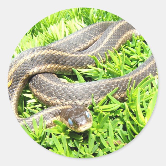 Cobra ~ adesivo azul (Frente)