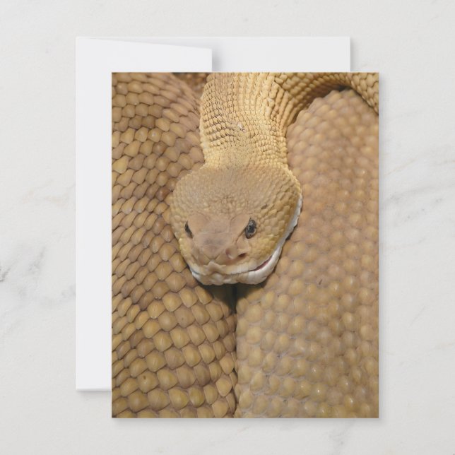 Cobra Birthday Card Happy Birthday Cobra (Frente)