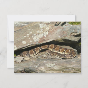 Cobra cascavel no Parque Nacional Shenandoah