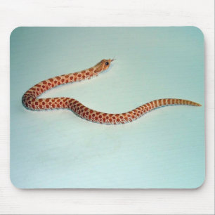 Cobra de Hognose Mousepad do albino do bebê