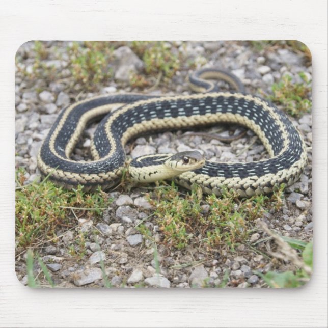 Cobra Mousepad (Frente)