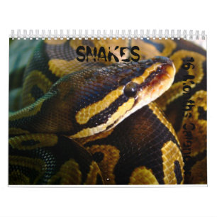 Cobras 16 meses de calendário