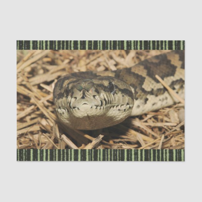 Cobras de papel tecidulares (Frente )