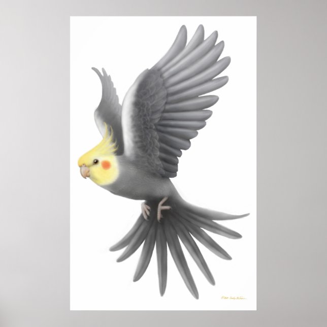 Cockatiel Parrot Poster (Frente)