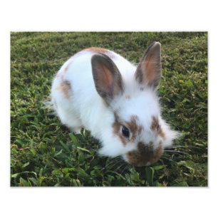 Coelho Bonito no Impressão de Foto Grass