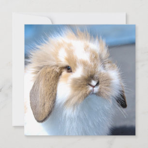 Coelho branco-flamengo-cavo