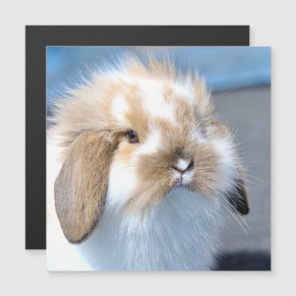 Coelho branco-flamengo-cavo