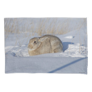 Coelho Cottontail R5 na Neve