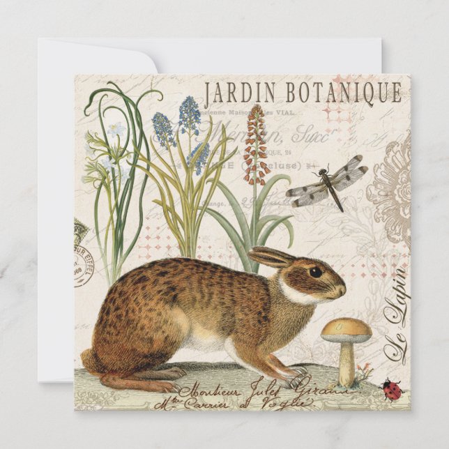 coelho francês vintage moderno no jardim (Frente)