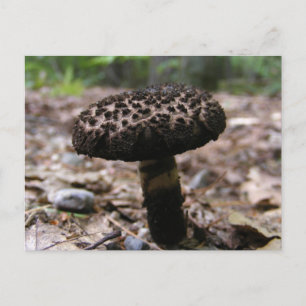 Cogumelo 146 ~ cartão postal