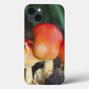cogumelo da família Amanita