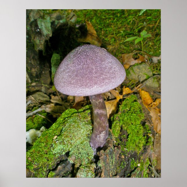 Cogumelo Roxo na Mossy Log Poster (Frente)