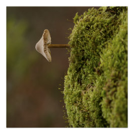 Cogumelo Sereno na Floresta Musgosa Impressão de A