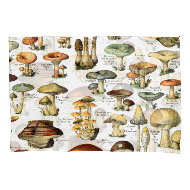 COGUMELOS 4 (Frente)