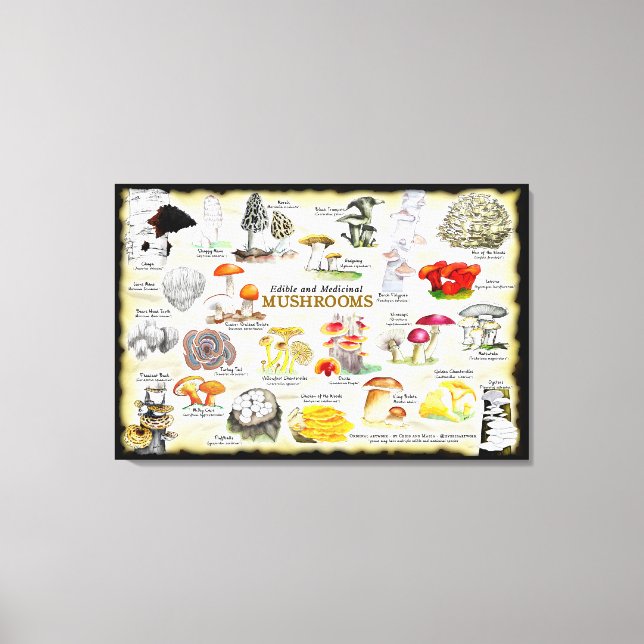 Cogumelos (comestíveis e medicinais) Grande Canvas (Frente)
