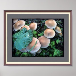 Cogumelos De Grama Poster
