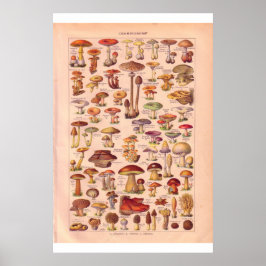 Cogumelos Vintage poster 1920