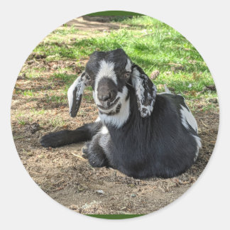 Colagem de adesivos de Cabra 6