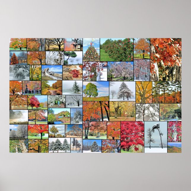 Colagem de árvores poster 36 x 24 (Frente)